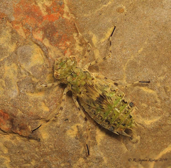 Pantala hymenaea, nymph